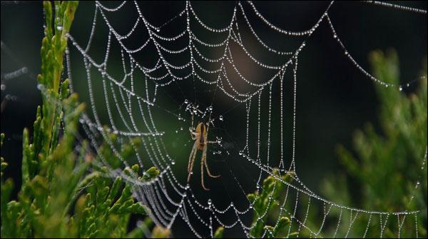 Spider venom beneficial to the brain after a stroke, research