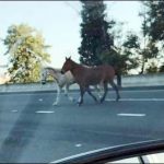 Horses ran on California Highway