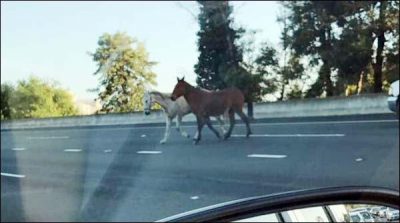 Horses ran on California Highway