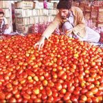 Karachi: Price cuts to tomato Rs 20 per kg