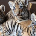 Russia: For the first time three young lion presented to the public