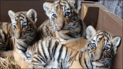 Russia: For the first time three young lion presented to the public