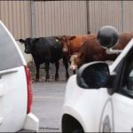 USA: officials worry on cows escape from slaughterhouse