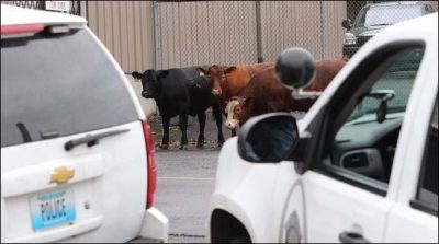 USA: officials worry on cows escape from slaughterhouse