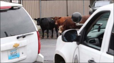 USA:  officials worry on cows escape from slaughterhouse