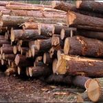 TIMBER, MAFIA, ACTIVATED, IN, RAJANPUR, STARTED, BLACK, MAILING
