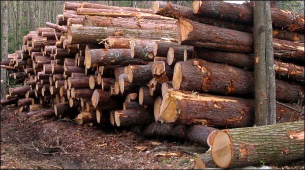 TIMBER, MAFIA, ACTIVATED, IN, RAJANPUR, STARTED, BLACK, MAILING
