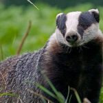 Badger dug graves interred the dead cow, the video became viral