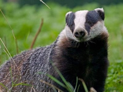 Badger dug graves interred the dead cow, the video became viral