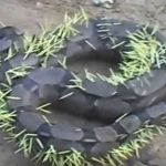 Thorn animal to eat snake got expensive