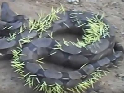 Thorn animal to eat snake got expensive