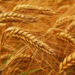 15-year-old Wheat production record was broken in the Punjab