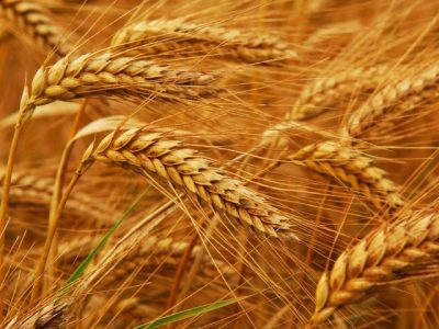 15-year-old Wheat production record was broken in the Punjab