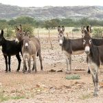 China has in need of Pakistani donkeys
