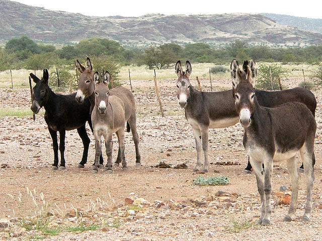 China has in need of Pakistani donkeys