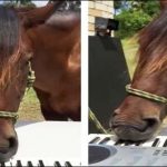The Australian horse scatter beautiful melodies on the piano