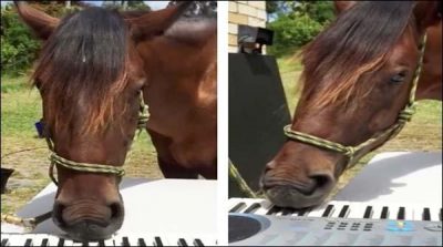 The Australian horse scatter beautiful melodies on the piano