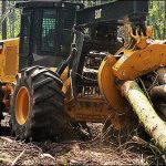 Forest department officials involved in harvesting