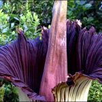 The world biggest and smelly flower blossomed in Belgium