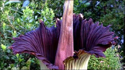 The world biggest and smelly flower blossomed in Belgium