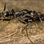 Ants rescue action for injured colleagues