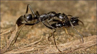 Ants rescue action for injured colleagues