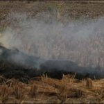 Shuja abad: wheat crop was burned on 4-acre area