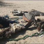 Tharparkar: 5 more peacocks died in 24 hours