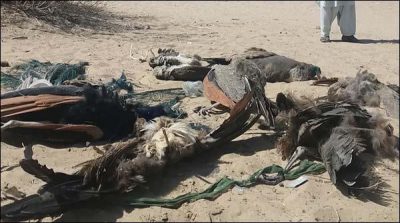 Tharparkar: 5 more peacocks died in 24 hours