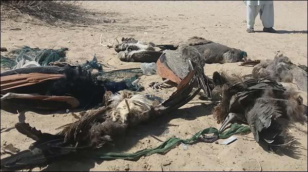 Tharparkar: 5 more peacocks died in 24 hours