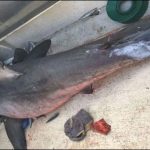 shark, attacked, the, man, in, the, ship, and, killed, in,Austrailia