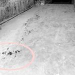 Ferozewala: firing of factory watchman, killed two peoples