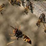 Bees attacked in the Allama Iqbal Open University of Islamabad, killed one man