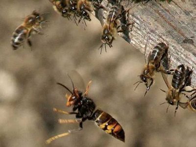 Bees attacked in the Allama Iqbal Open University of Islamabad, killed one man