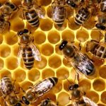 Attack of bees in Chichawatni school, injuring dozens of people