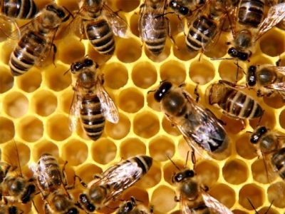 Attack of bees in Chichawatni school, injuring dozens of people