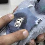 Pigeon drug trafficker arrested in Kuwait
