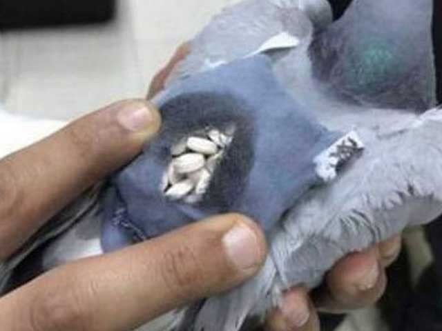 Pigeon drug trafficker arrested in Kuwait