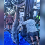 Shark jumped in the boat to attack on the Fishermen