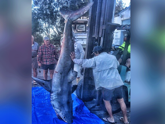 Shark jumped in the boat to attack on the Fishermen
