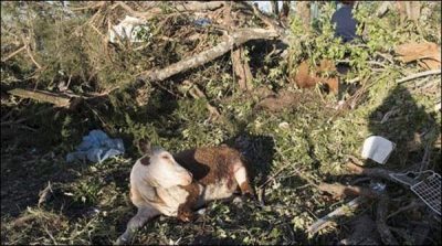 Sheikhupura: recovered a large quantity of weapons from car