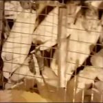 60 rare pigeon recovered from passengers at Lahore Airport