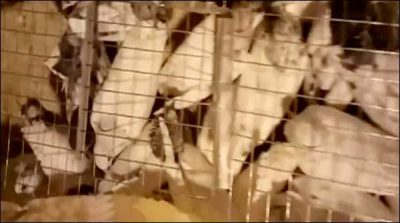 60 rare pigeon recovered from passengers at Lahore Airport