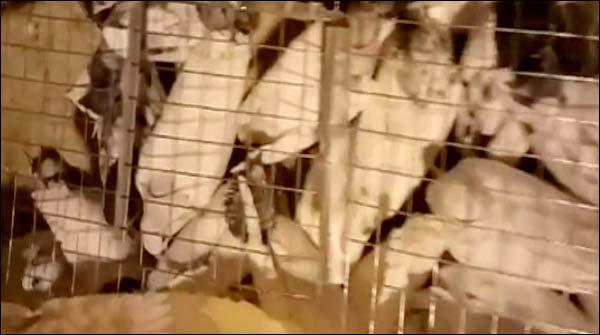 60 rare pigeon recovered from passengers at Lahore Airport