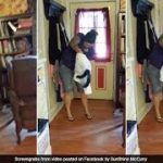 The, 6-foot-long, snake, woman, caught, in, the ,house