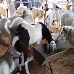Pakistan to export the sacrificial animals to Saudi livestock experts