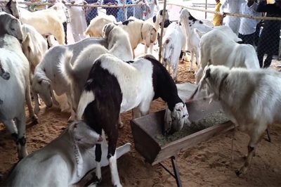 Pakistan to export the sacrificial animals to Saudi livestock experts