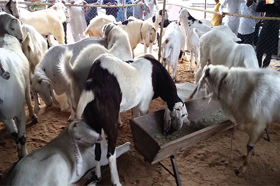 Pakistan to export the sacrificial animals to Saudi livestock experts