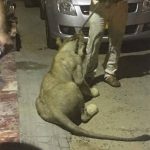 POLICE DETAINED, PEOPLE, CONTAIN, LION, IN, STREETS