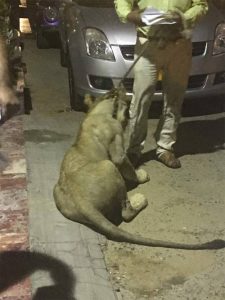 POLICE DETAINED, PEOPLE, CONTAIN, LION, IN, STREETS